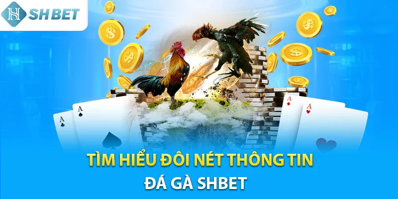 Tìm hiểu đôi nét về sảnh đá gà Shbet